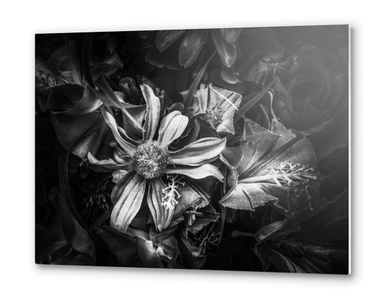 blooming flowers with pollen background in black and white Metal prints by Timmy333