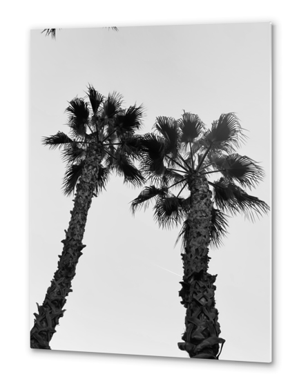 palm tree with clear sky background in black and white Metal prints by Timmy333