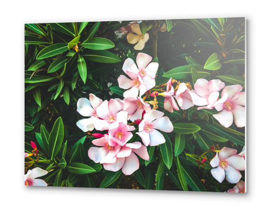 blooming pink flowers with green leaves texture background Metal prints by Timmy333