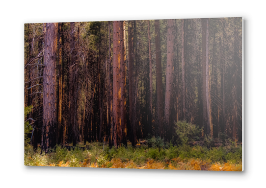 pine tree at Yosemite national park California USA Metal prints by Timmy333