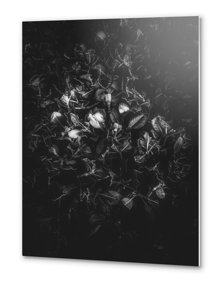 leaves texture in black and white Metal prints by Timmy333