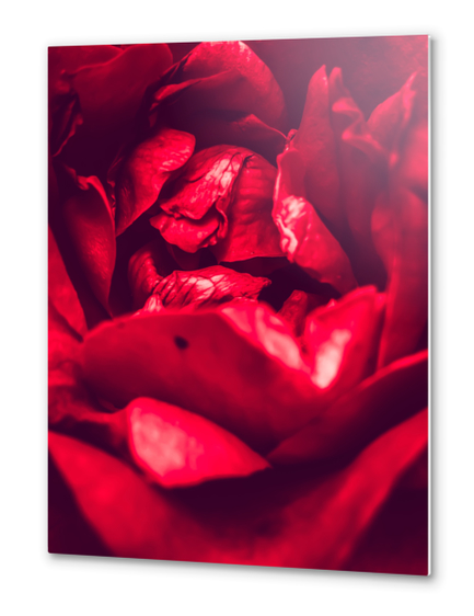 blooming red rose  Metal prints by Timmy333