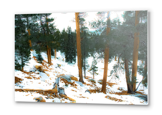 green pine tree with snow on the mountain at Palm Springs Aerial Tramway, California, USA Metal prints by Timmy333