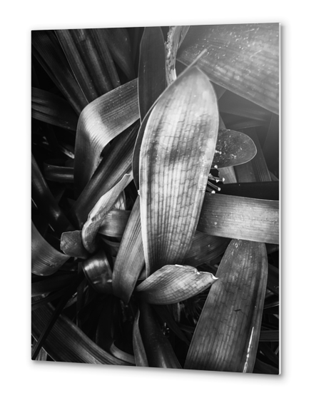 closeup leaves texture background in black and white Metal prints by Timmy333