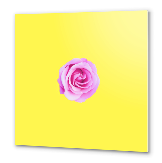 closeup pink rose with yellow background Metal prints by Timmy333