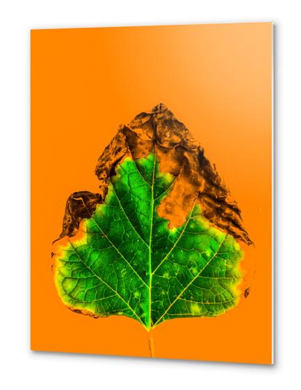 burning green leaf texture with orange background Metal prints by Timmy333