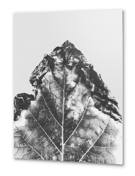 leaf texture background in black and white Metal prints by Timmy333