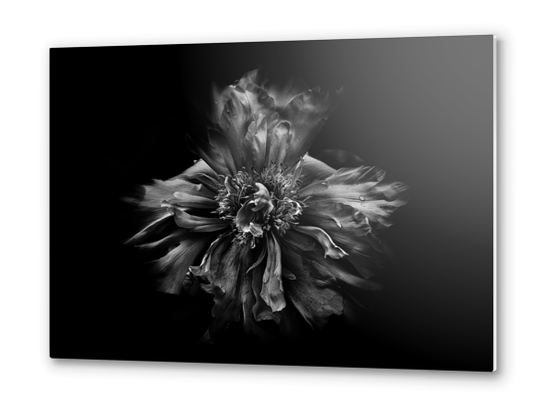 Backyard Flowers In Black And White No 49 Metal prints by The Learning Curve Photography