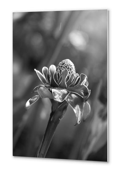 Tropical Flower Metal prints by cinema4design