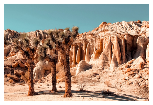 Desert and cactus at Red Rock Canyon State Park California USA Art Print by Timmy333