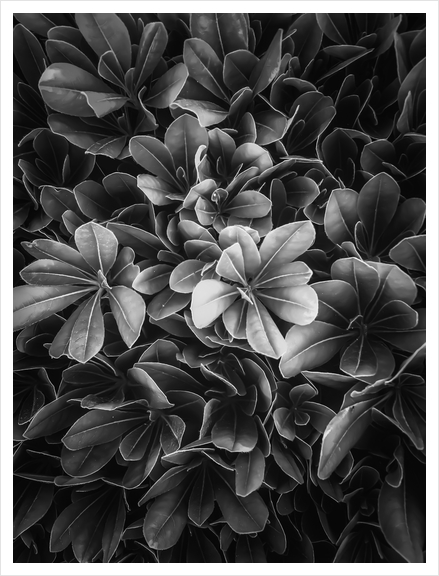 leaves texture background in black and white Art Print by Timmy333