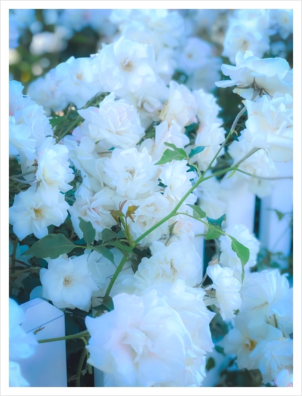 closeup white roses garden with green leaves Art Print by Timmy333