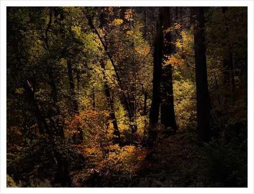 Autumn tree in the forest at Yosemite national park California USA Art Print by Timmy333