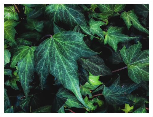 closeup green ivy leaves background Art Print by Timmy333