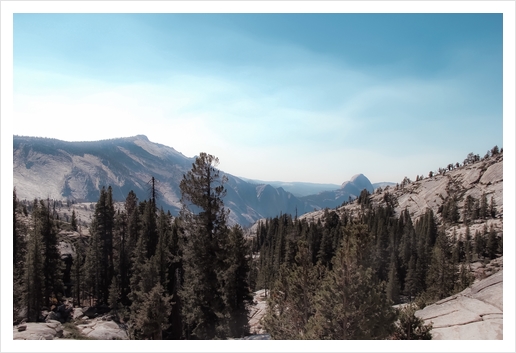 green pine tree and mountain view at Yosemite national park California USA Art Print by Timmy333