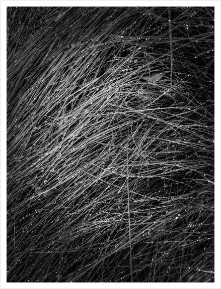 grass texture in black and white Art Print by Timmy333