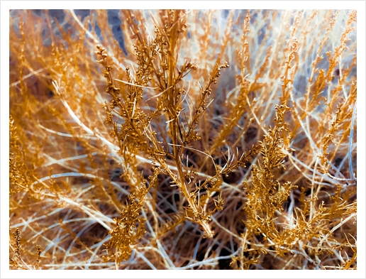 closeup dry brown grass texture abstract background Art Print by Timmy333