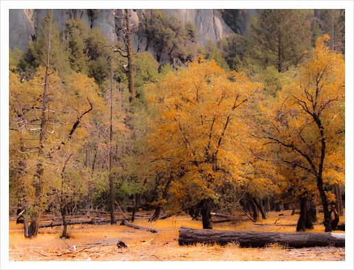 autumn tree garden at Yosemite national park California USA Art Print by Timmy333