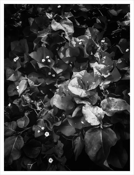 closeup blooming bougainvillea flowers in black and white Art Print by Timmy333