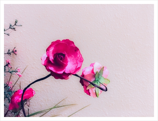 closeup blooming pink flowers with white wall background Art Print by Timmy333