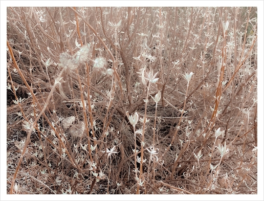 blooming dry plant with brown dry grass field abstract background Art Print by Timmy333