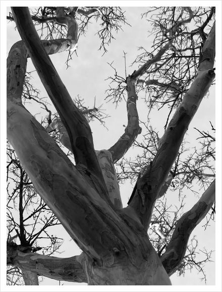 closeup tree branches with clear sky background in black and white Art Print by Timmy333