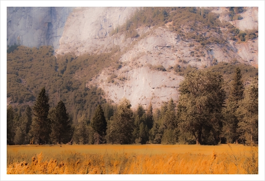 pine tree with mountain background at Yosemite national park California USA Art Print by Timmy333