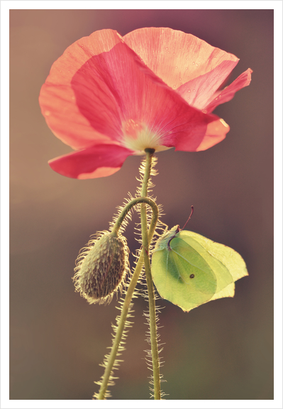 Yellow butterfly sitting on the pink poppy flower Art Print by Jarek Blaminsky