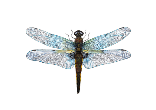 Dragonfly Art Print by Nika_Akin