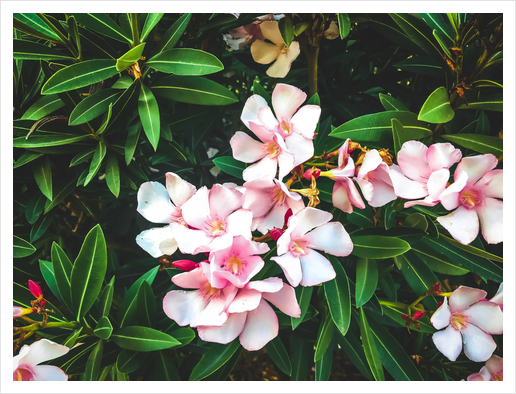 blooming pink flowers with green leaves texture background Art Print by Timmy333