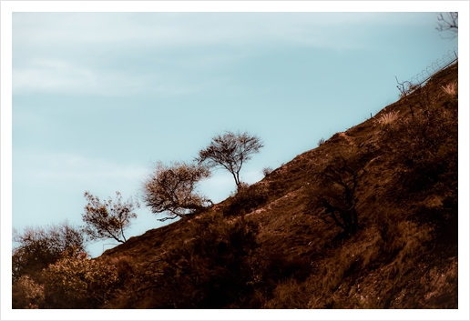 tree on the hill with blue sky at Los Angeles California USA Art Print by Timmy333