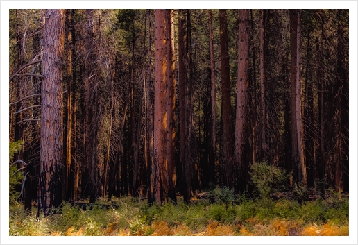 pine tree at Yosemite national park California USA Art Print by Timmy333