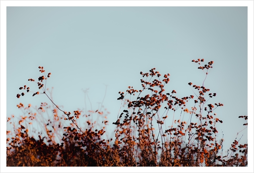 Closeup blooming wildflowers field with blue sky background Art Print by Timmy333