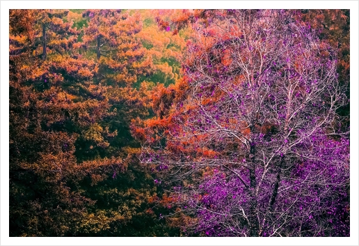 autumn tree in the forest with purple and brown leaf Art Print by Timmy333