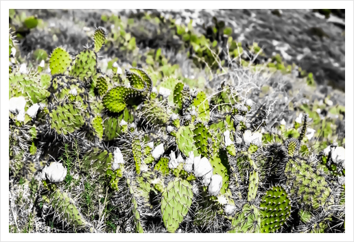 texture of the green cactus with white flower in the desert  Art Print by Timmy333