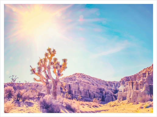 cactus at the desert in summer with strong sunlight Art Print by Timmy333