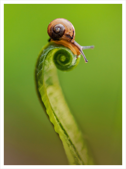 Snail on a curly grass Art Print by Jarek Blaminsky