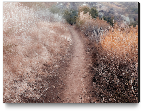 walkway on the mountain with dry grass field Canvas Print by Timmy333