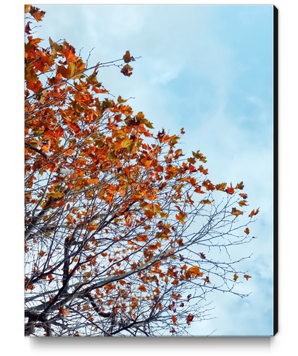 Tree branch with orange autumn leaves and blue cloudy sky Canvas Print by Timmy333