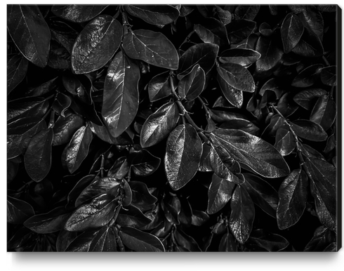 Closeup leaves garden texture in black and white Canvas Print by Timmy333