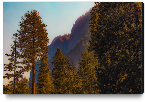 mountain and pine tree view at Yosemite national park California USA Canvas Print by Timmy333