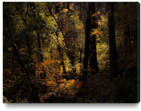 Autumn tree in the forest at Yosemite national park California USA Canvas Print by Timmy333