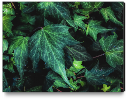 closeup green ivy leaves background Canvas Print by Timmy333