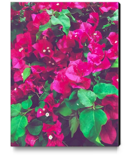 closeup blooming pink bougainvillea flowers with green leaves Canvas Print by Timmy333