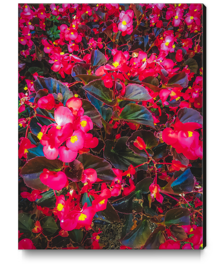 closeup red flowers with yellow pollen and green leaves Canvas Print by Timmy333