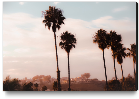 Palm tree with blue cloudy sunset sky at Shoreline Santa Barbara California USA Canvas Print by Timmy333