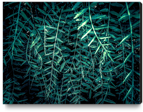 green leaf texture abstract background Canvas Print by Timmy333