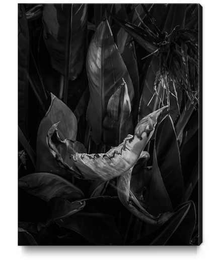 closeup bird of paradise tropical leaves texture in black and white Canvas Print by Timmy333