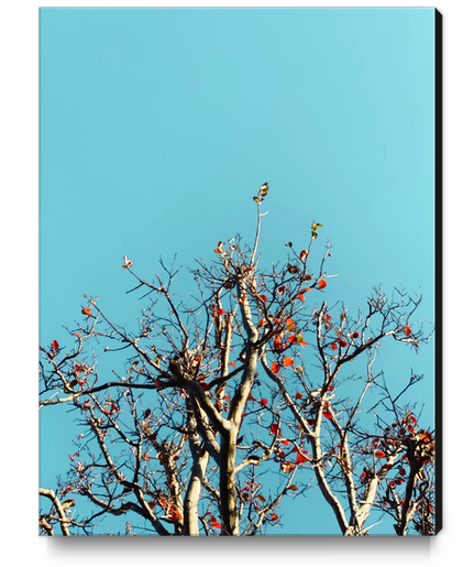 Tree branch and orange autumn leaves with blue sky Canvas Print by Timmy333