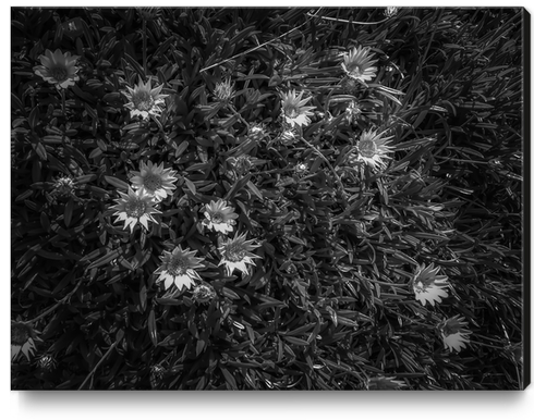 closeup blooming flowers field in black and white Canvas Print by Timmy333